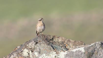 Sürmeli dağbülbülü