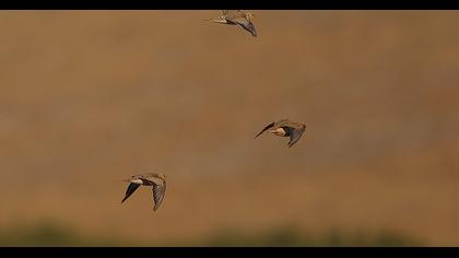 Kılkuyruk bağırtlak