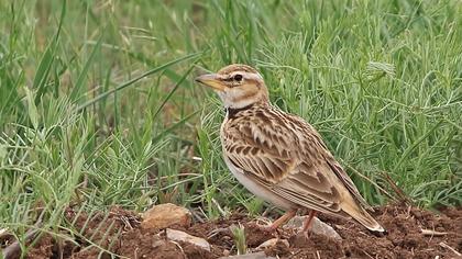 Küçük boğmaklı toygar