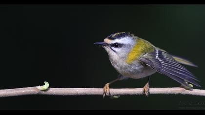 Sürmeli çalıkuşu