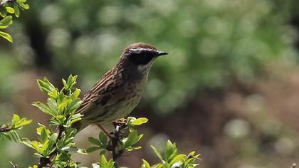 Sürmeli dağbülbülü