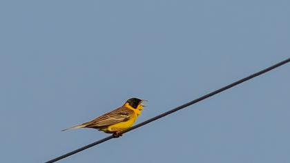 Karabaşlı kirazkuşu