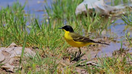 Sarı kuyruksallayan