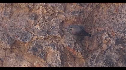 Duvar tırmaşıkkuşu