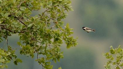 Akyanaklı baştankara