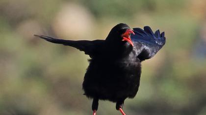 Kırmızıgagalı dağ kargası