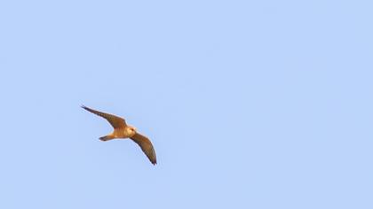 Red-footed Falcon