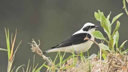 Karakulaklı kuyrukkakan