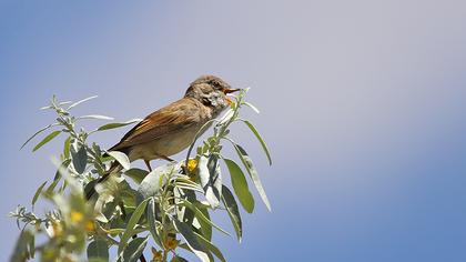 Akgerdanlı ötleğen
