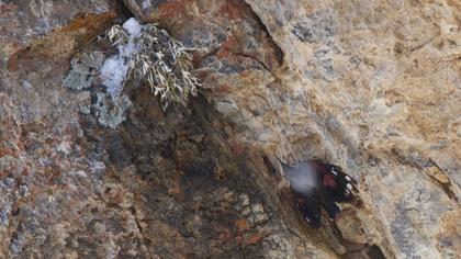 Duvar tırmaşıkkuşu