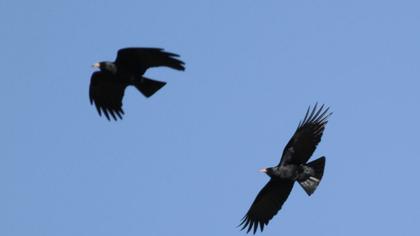 Kırmızıgagalı dağ kargası