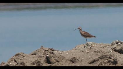 Sürmeli kervançulluğu