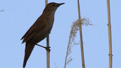 Bataklık kamışçını