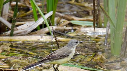 Sarı kuyruksallayan