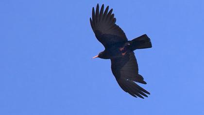 Kırmızıgagalı dağ kargası