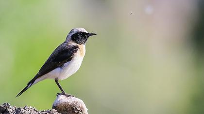 Karakulaklı kuyrukkakan