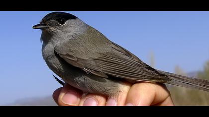 Karabaşlı ötleğen
