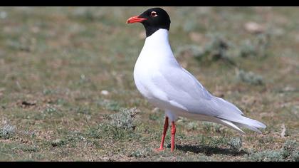 Mediterranean Gull
