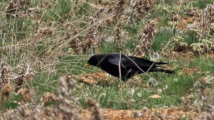Sarıgagalı dağ kargası