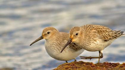 Karakarınlı kumkuşu