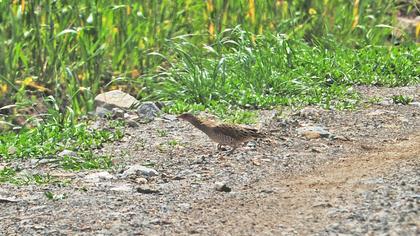 Bıldırcınkılavuzu