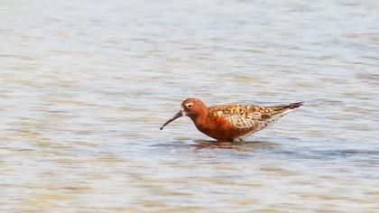Curlew Sandpiper