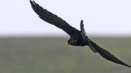 Sarıgagalı dağ kargası