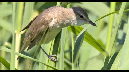 Büyük kamışçın