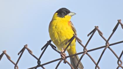 Karabaşlı kirazkuşu