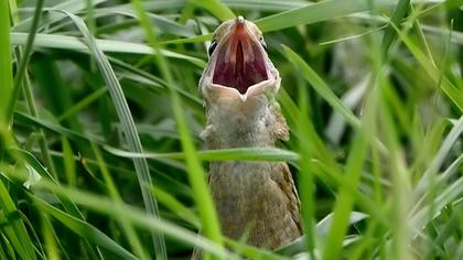 Bıldırcınkılavuzu