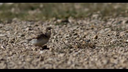 Türkistan çorak toygarı