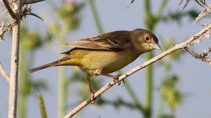 Karabaşlı kirazkuşu