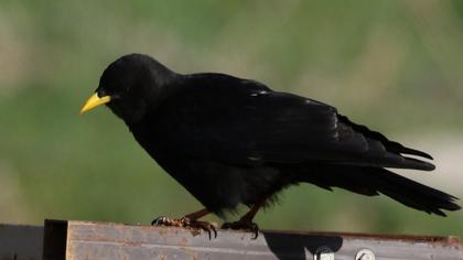 Sarıgagalı dağ kargası