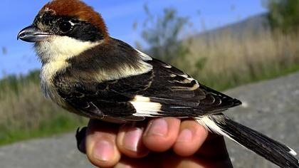 Kızılbaşlı örümcekkuşu