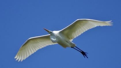 Büyük ak balıkçıl