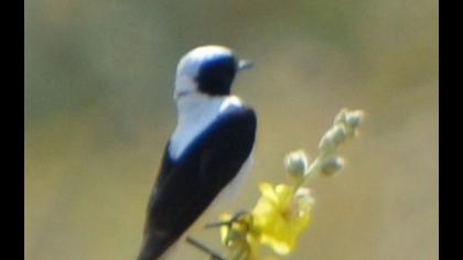 Karakulaklı kuyrukkakan