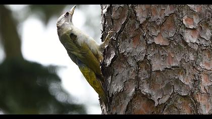 Küçük yeşil ağaçkakan