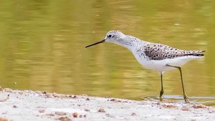 Bataklık düdükçünü