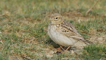 Türkistan çorak toygarı