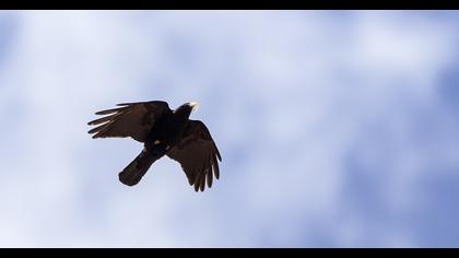 Sarıgagalı dağ kargası