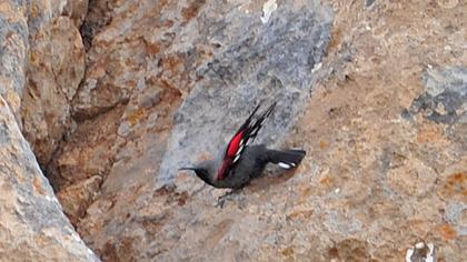 Duvar tırmaşıkkuşu