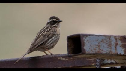 Sürmeli dağbülbülü