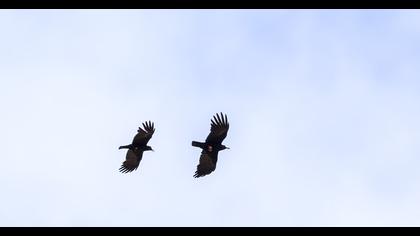 Kırmızıgagalı dağ kargası