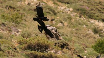 Kırmızıgagalı dağ kargası