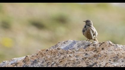 Büyük dağbülbülü