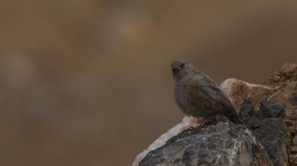 Büyük dağbülbülü