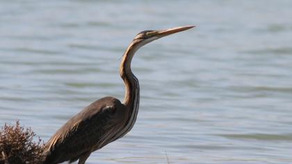 Erguvani balıkçıl