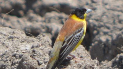 Karabaşlı kirazkuşu