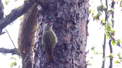 Küçük yeşil ağaçkakan