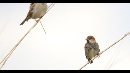 Spanish Sparrow